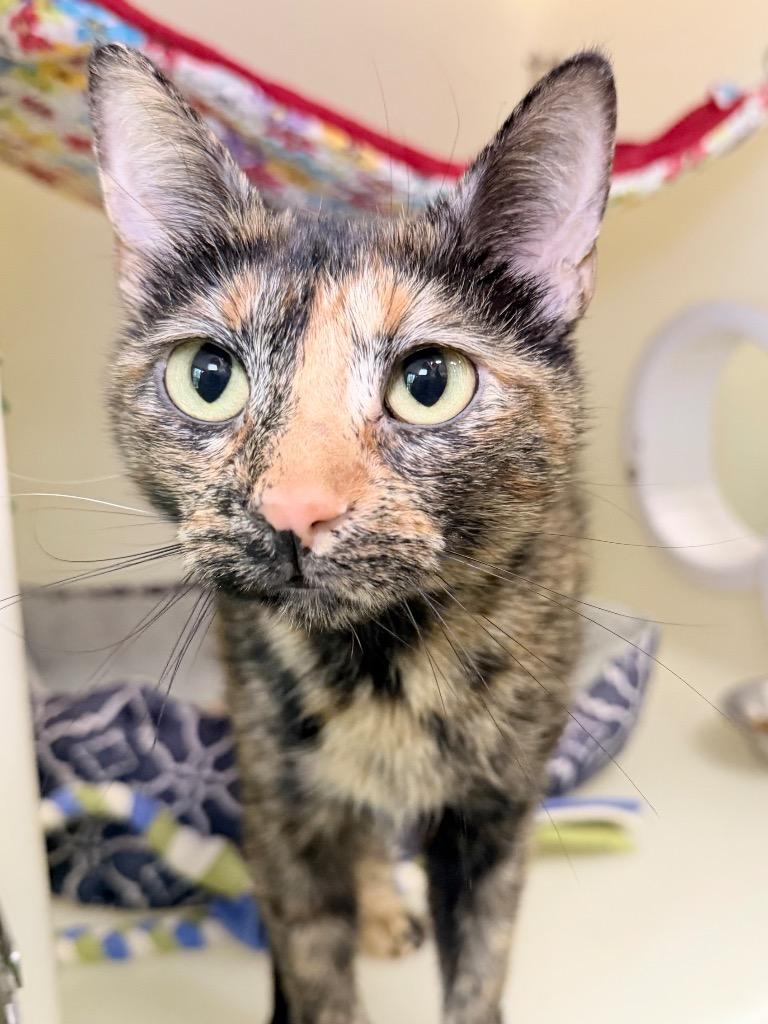 Cordelia, Adoptable, Young Female Domestic Short Hair.