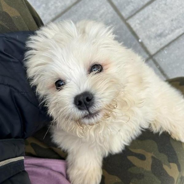 Enlarge Cricket, a ADOPTABLE mixed breed in Montclair, NJ image 3/4