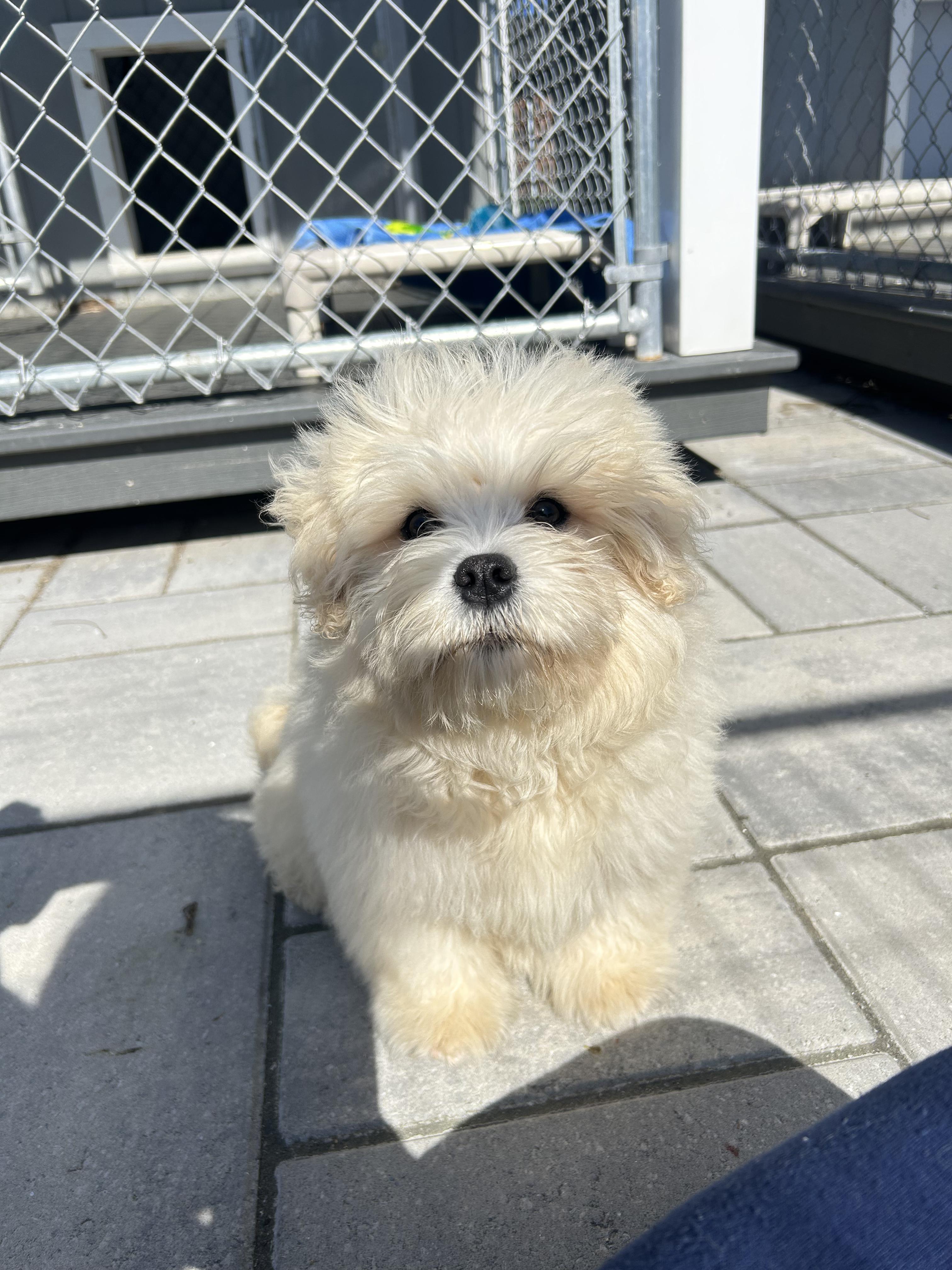 Cricket, ADOPTABLE, Puppy Male Poodle (Toy) & Terrier.