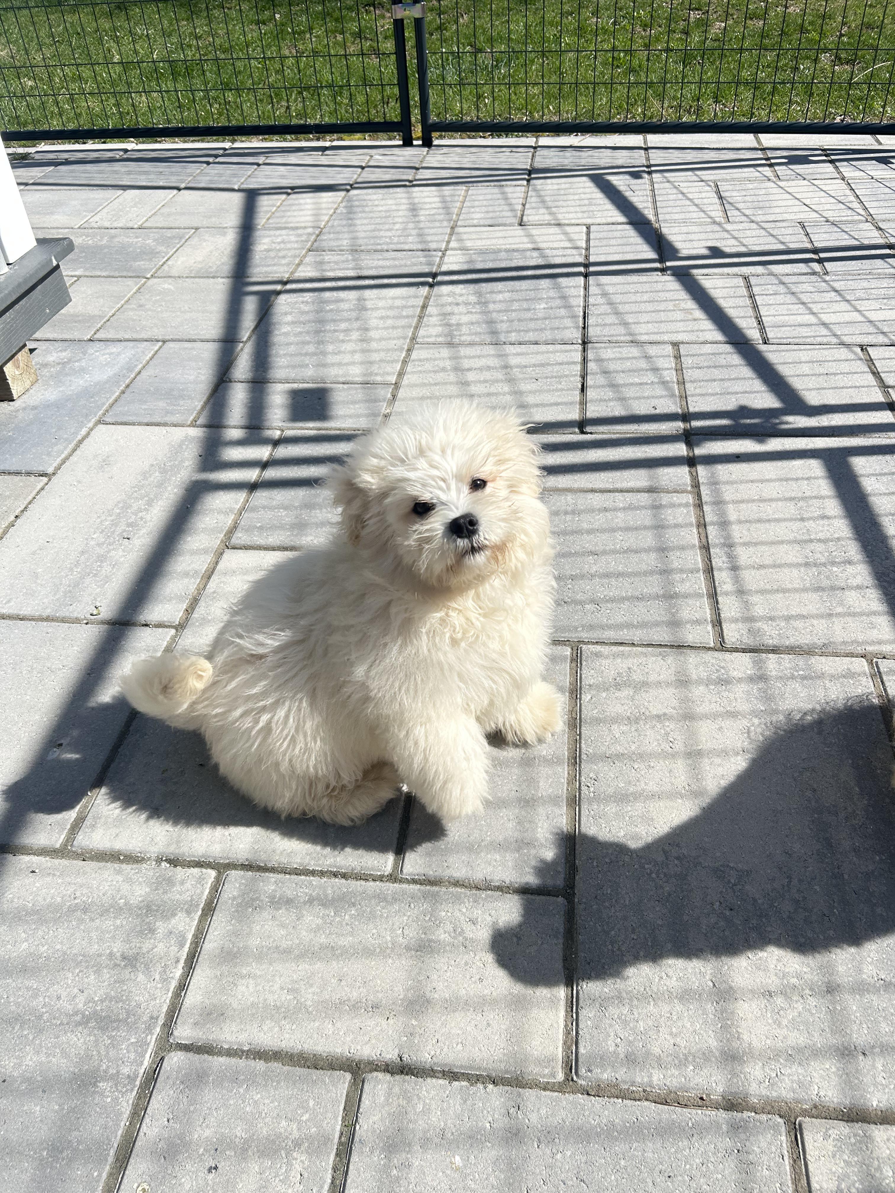 Enlarge Cricket, a ADOPTABLE mixed breed in Montclair, NJ image 2/4