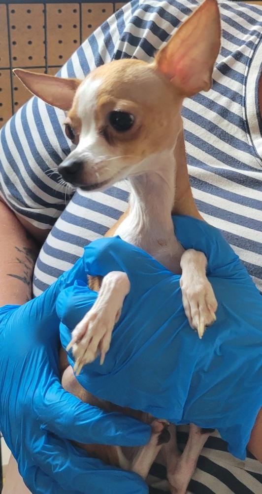 Enlarge ann, a Adopted mixed breed in McMinnville, TN image 1/1