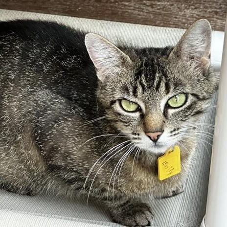 Molly - Friendly Former Mom, adopted, Adult Female Tabby.