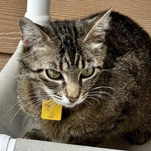 Molly - Friendly Former Mom, an adopted Tabby in Hoquiam, WA image 2/6