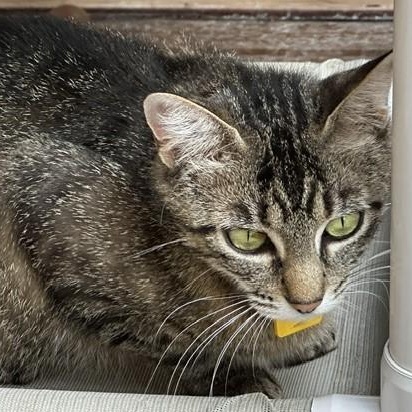 Molly - Friendly Former Mom, an adopted Tabby in Hoquiam, WA image 4/6