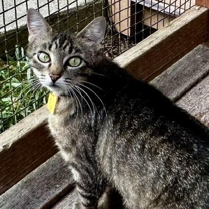 Molly - Friendly Former Mom, an adopted Tabby in Hoquiam, WA image 6/6