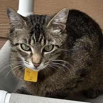 Molly - Friendly Former Mom, an adopted Tabby in Hoquiam, WA image 5/6