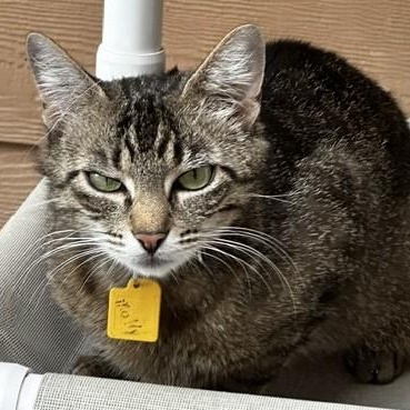 Molly - Friendly Former Mom, an adopted Tabby in Hoquiam, WA image 3/6