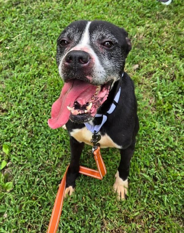 Tuna Sub, Adoptable, Senior Male Boxer.