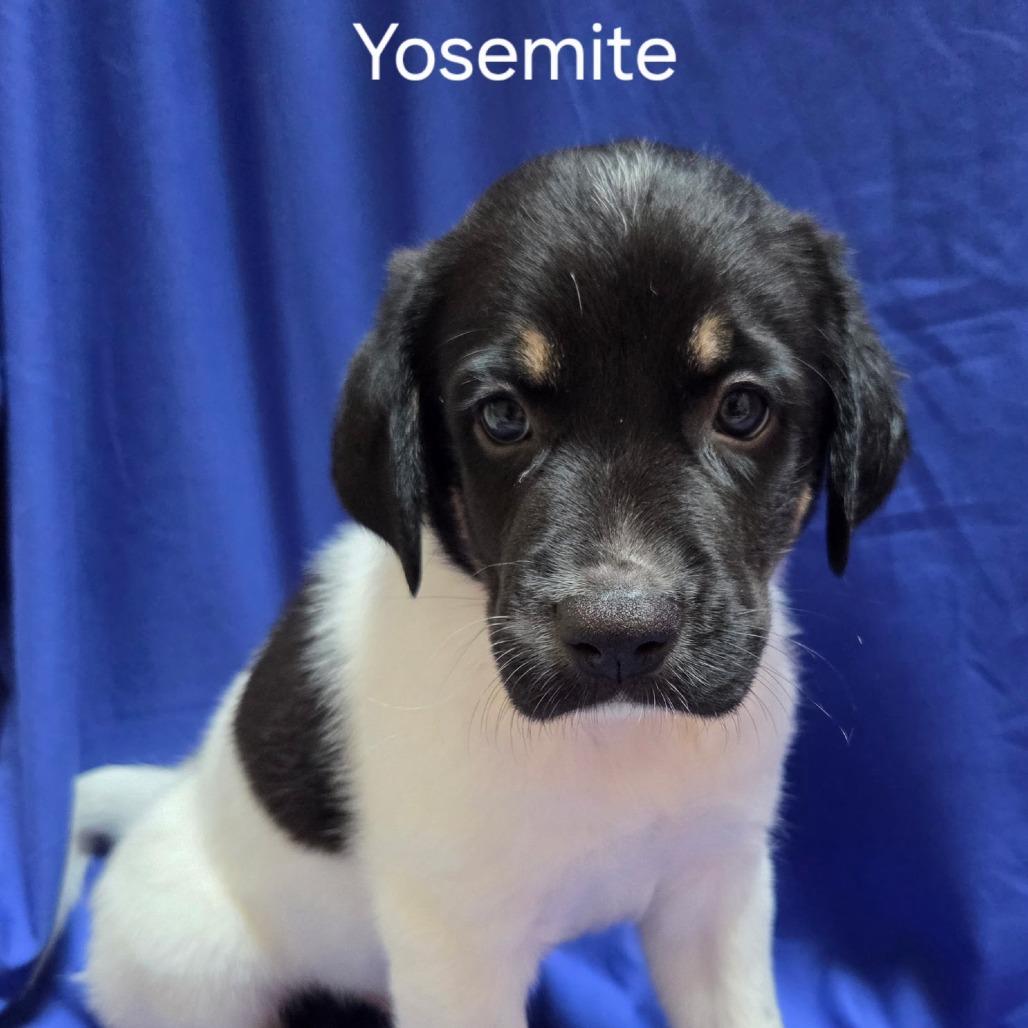 Yosemite, Adoptable, Puppy Male Mixed Breed.