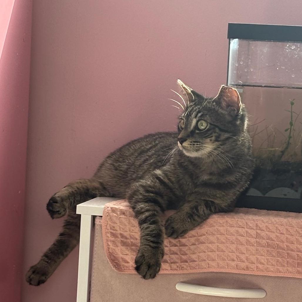 Enlarge Vinny, a Adoptable Domestic Short Hair in Puslinch, ON image 1/6