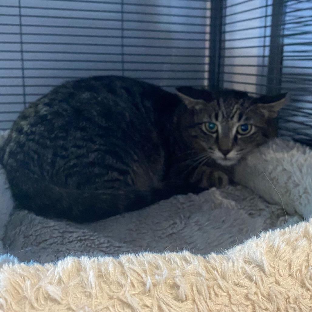 Enlarge Vinny, a Adoptable Domestic Short Hair in Puslinch, ON image 2/6