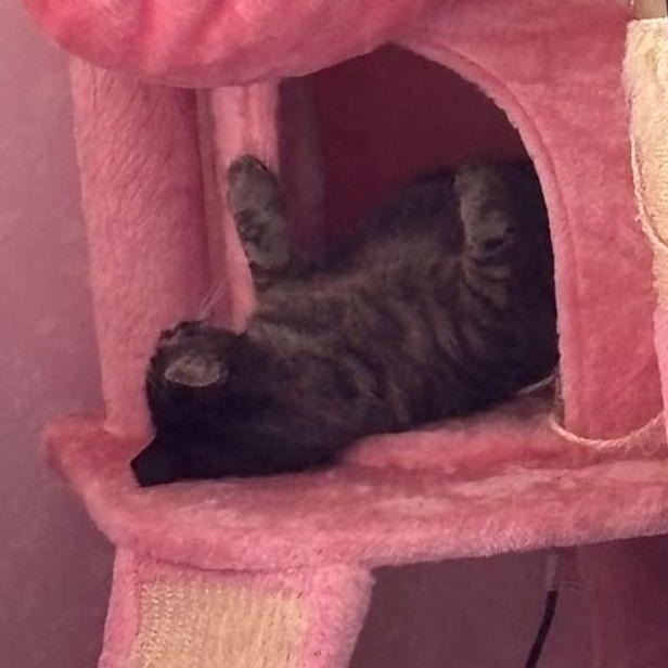 Enlarge Vinny, a Adoptable Domestic Short Hair in Puslinch, ON image 3/6