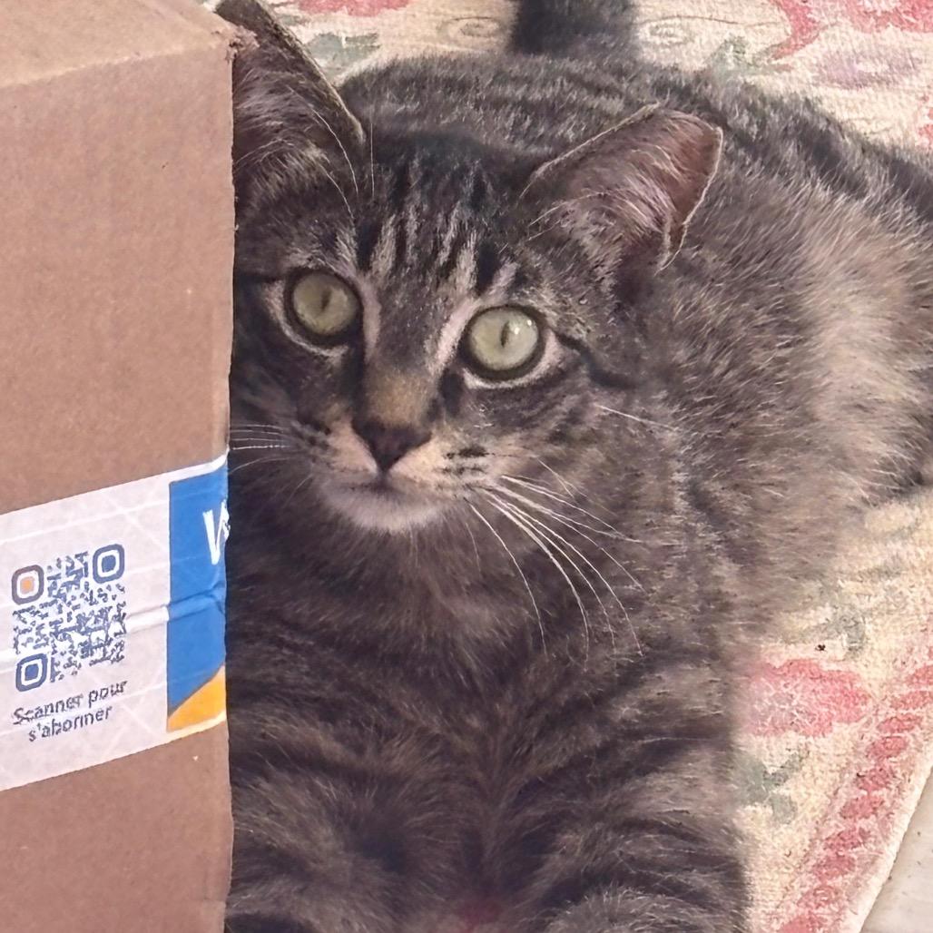 Enlarge Vinny, a Adoptable Domestic Short Hair in Puslinch, ON image 4/6