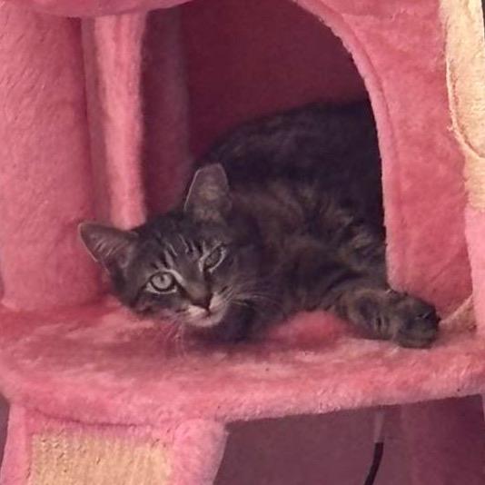 Enlarge Vinny, a Adoptable Domestic Short Hair in Puslinch, ON image 5/6