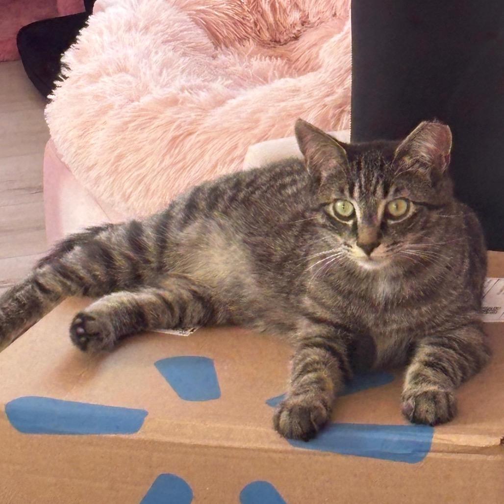 Enlarge Vinny, a Adoptable Domestic Short Hair in Puslinch, ON image 6/6