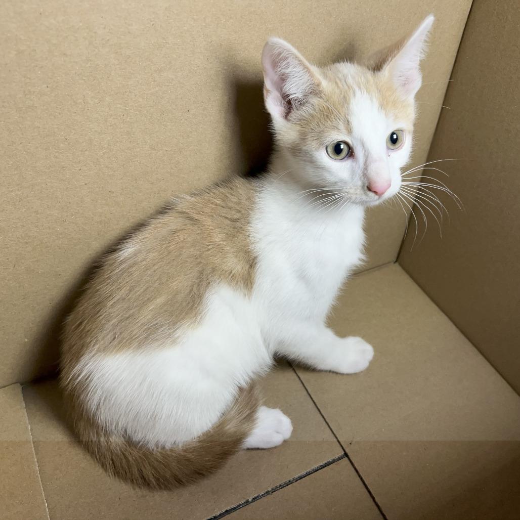 Cheeto, Adoptable, Young Male American Shorthair.