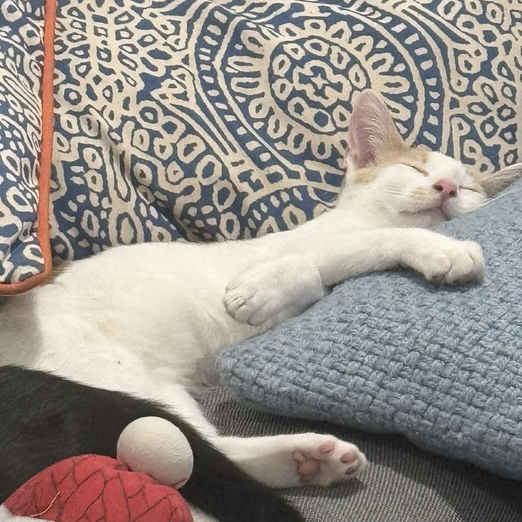 Enlarge Cheeto, a Adoptable American Shorthair in Garden Grove, CA image 2/2