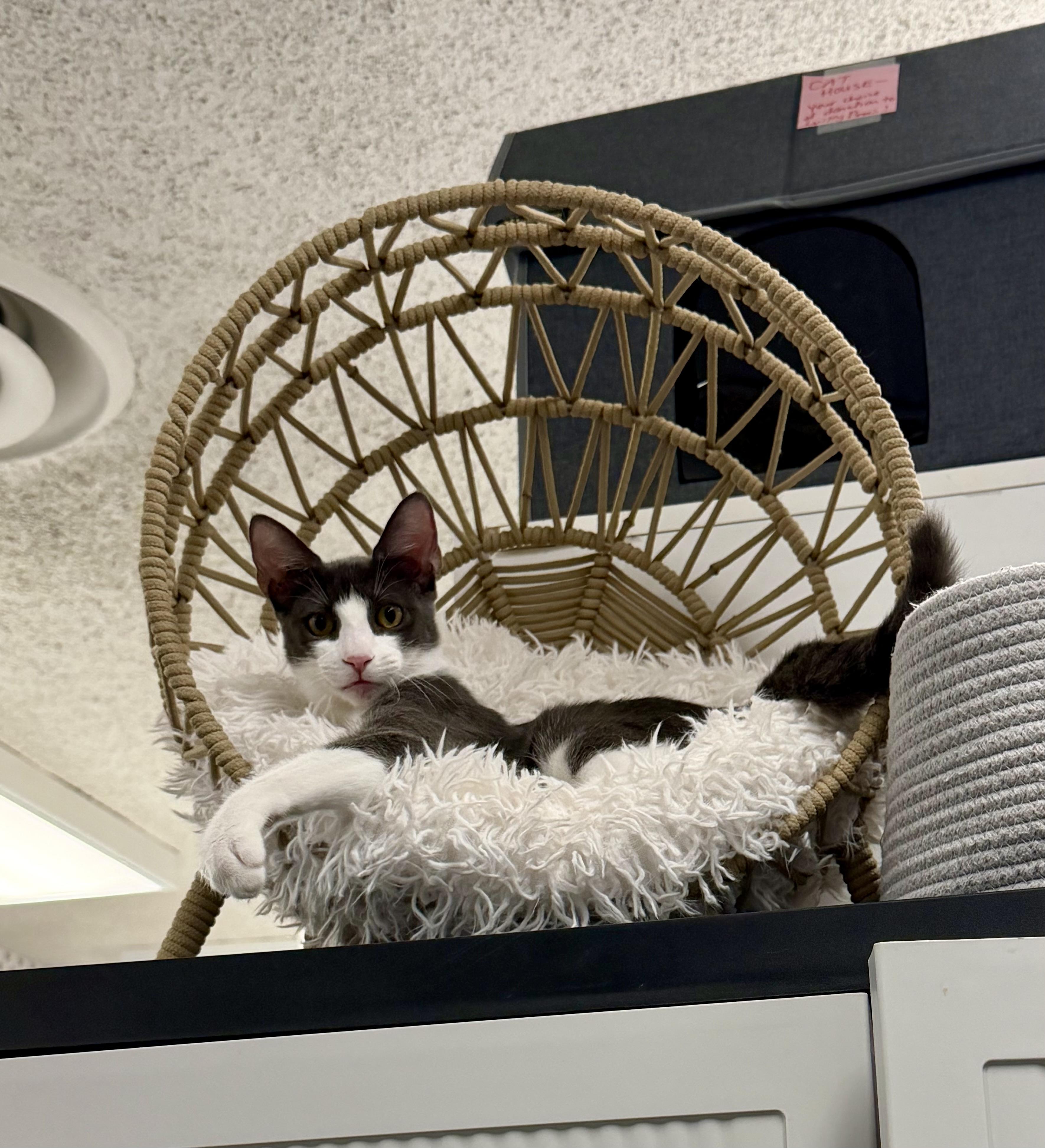Enlarge York, a Adoptable Domestic Medium Hair in Honolulu, HI image 3/4