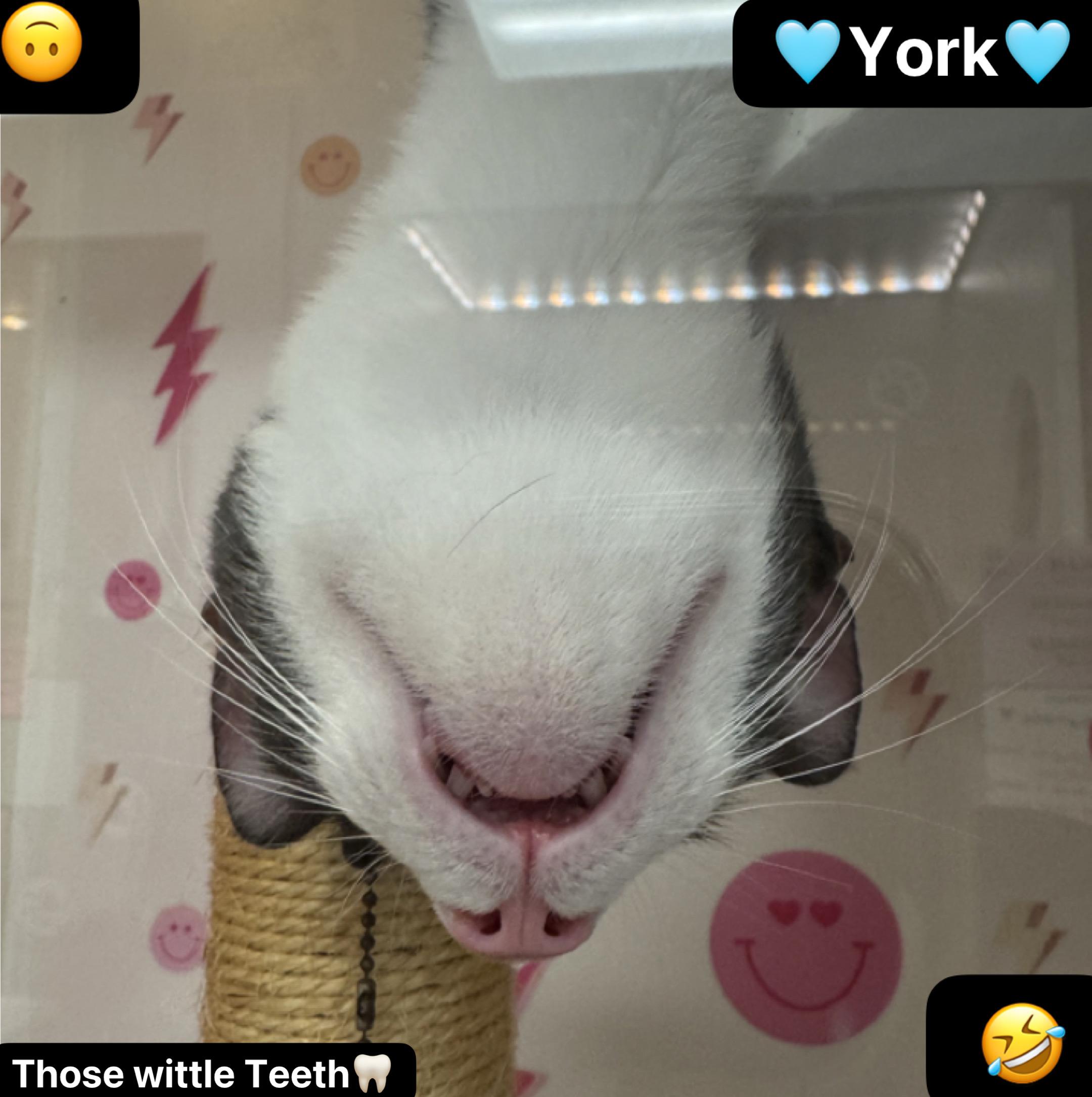 Enlarge York, a Adoptable Domestic Medium Hair in Honolulu, HI image 4/4