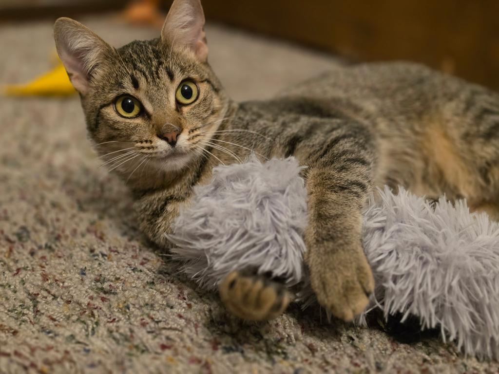 Lady Charlotte, Adoptable, Young Female Domestic Short Hair.