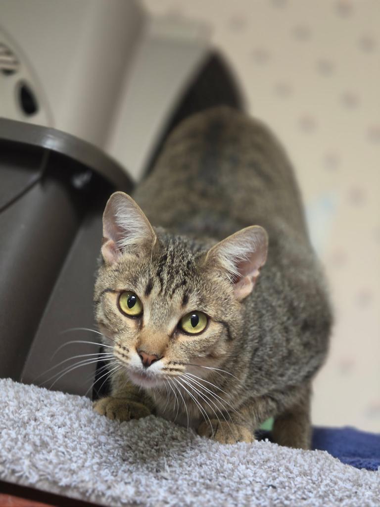 Enlarge Lady Charlotte, a Adoptable mixed breed in Ontario, OR image 2/3