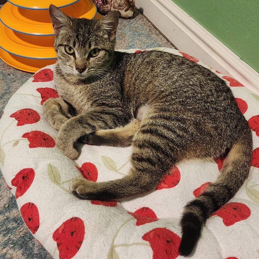 Lady Charlotte, Adoptable, Young Female Domestic Short Hair.