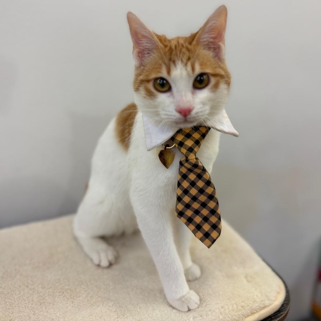 Bugsy , an adopted Domestic Short Hair in Annapolis, MD image 5/6