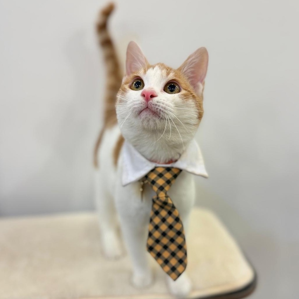 Bugsy , an adopted Domestic Short Hair in Annapolis, MD image 2/6