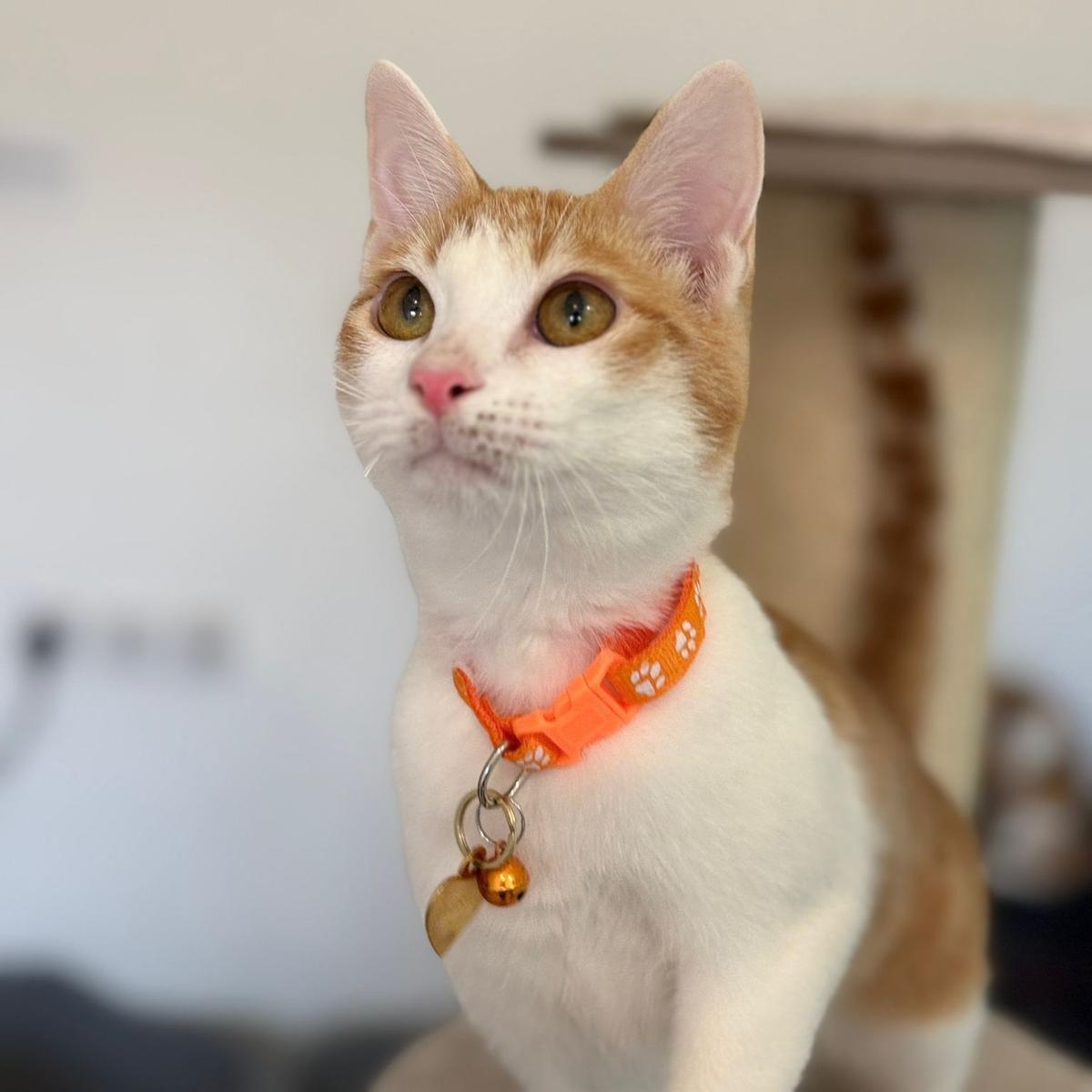 Bugsy , an adopted Domestic Short Hair in Annapolis, MD image 4/6