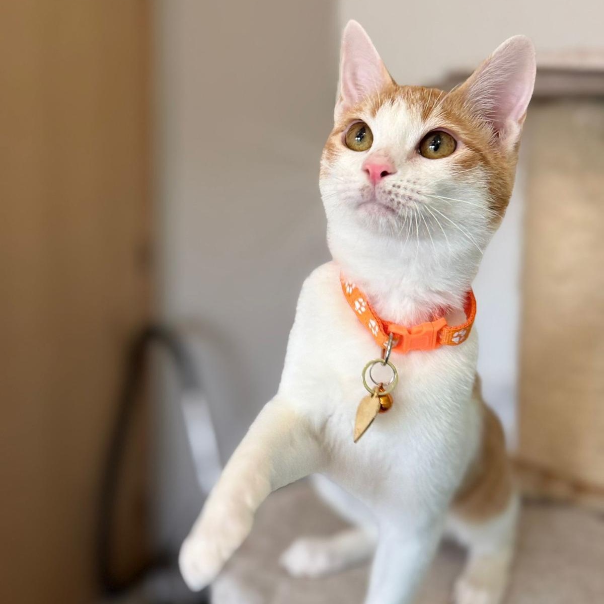 Bugsy , an adopted Domestic Short Hair in Annapolis, MD image 1/6