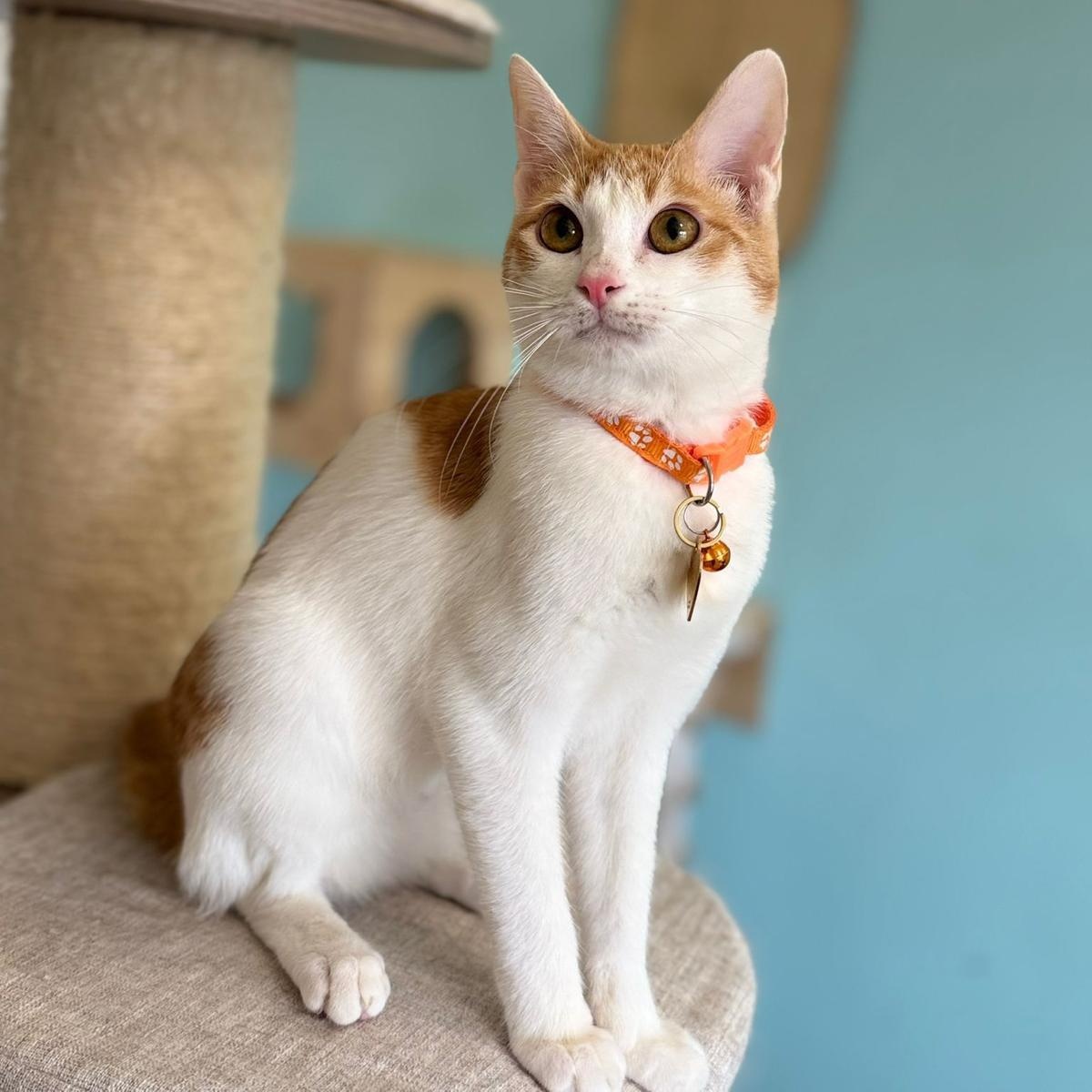 Bugsy , an adopted Domestic Short Hair in Annapolis, MD image 3/6