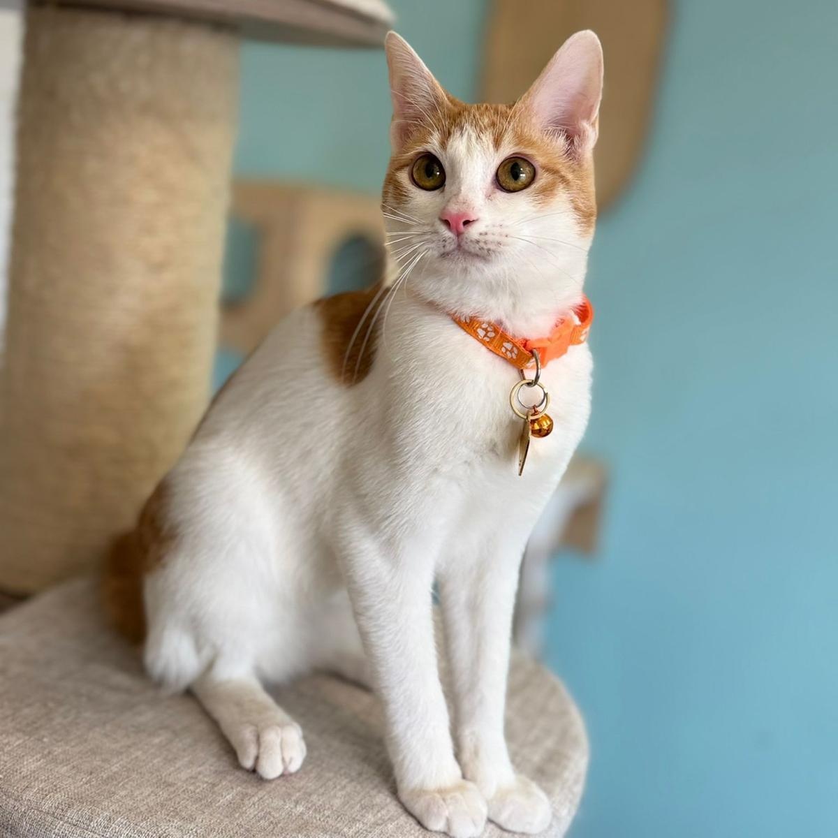 Bugsy , an adopted Domestic Short Hair in Annapolis, MD image 6/6