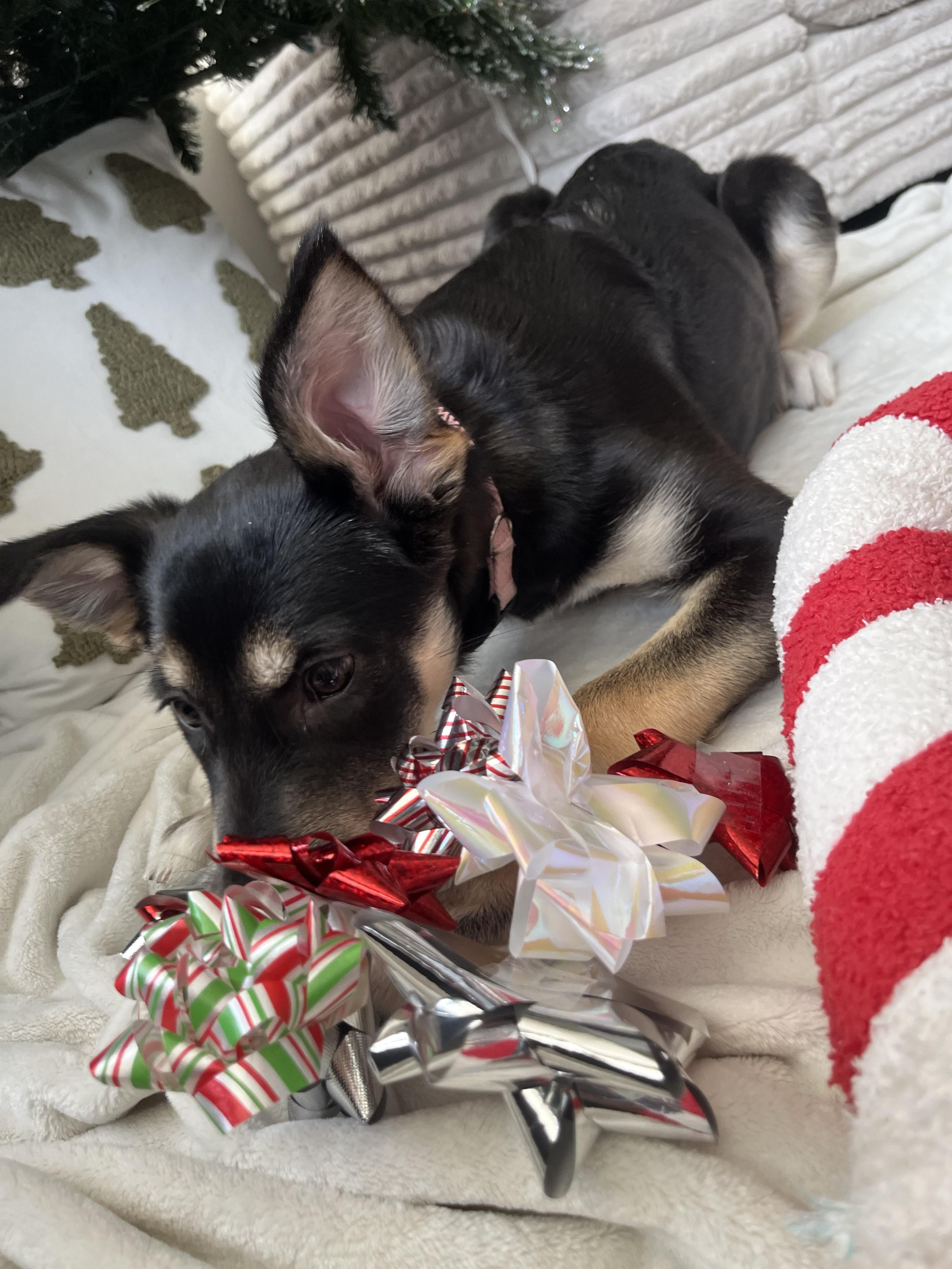 Fia, a Adoptable mixed breed in Woodstock, ON image 3/5