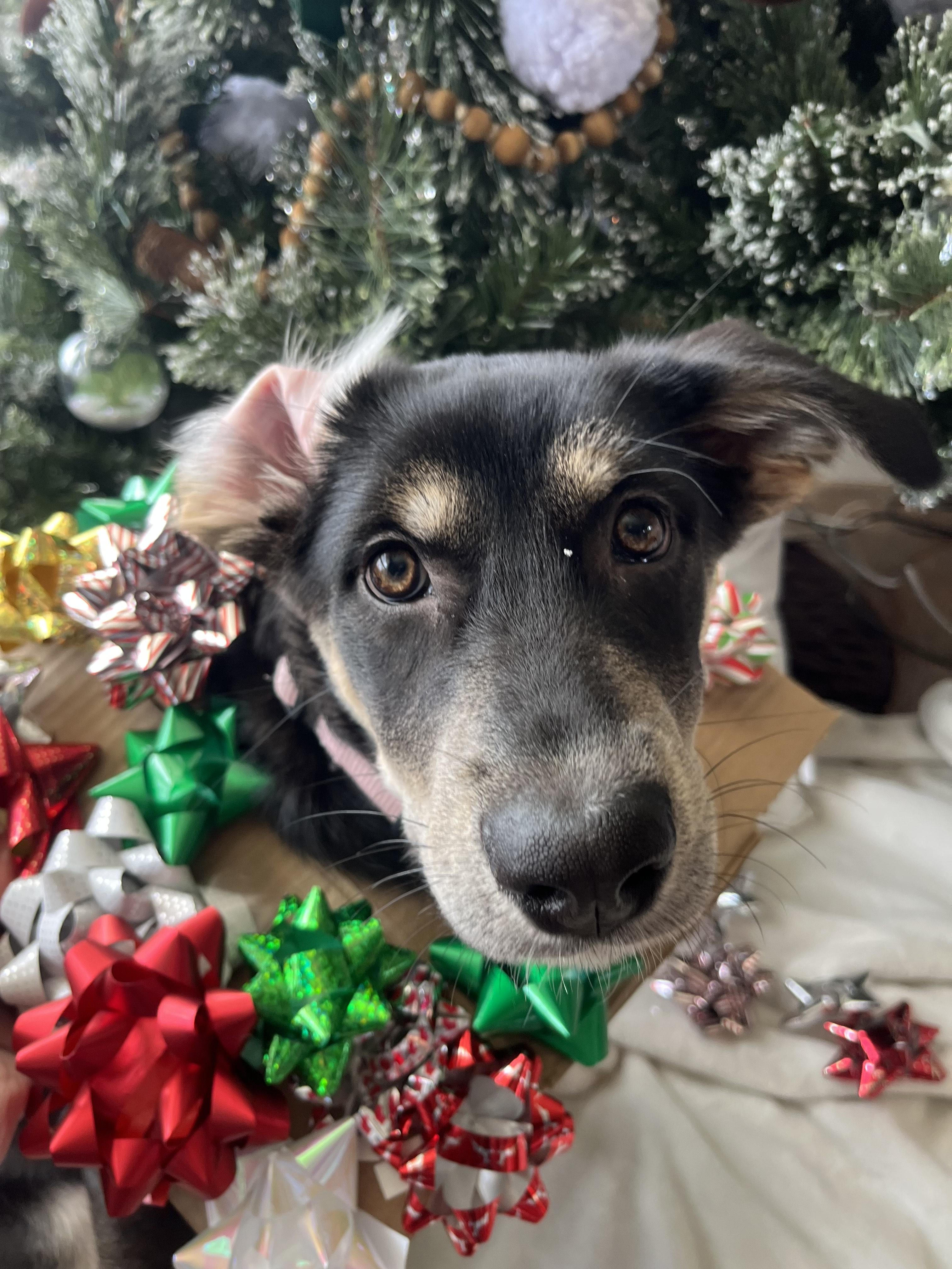 Fia, Adoptable, Puppy Female Shepherd & Husky.