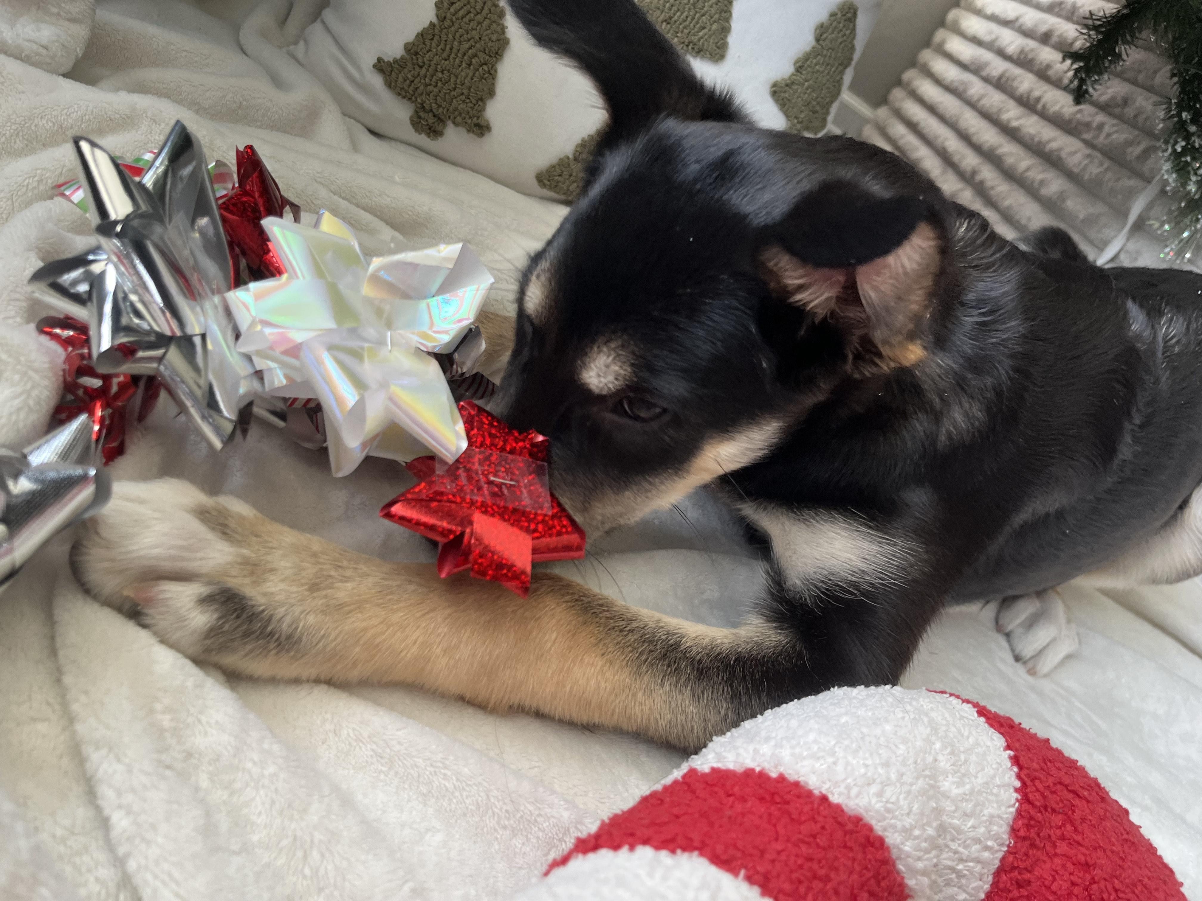 Fia, a Adoptable mixed breed in Woodstock, ON image 4/5