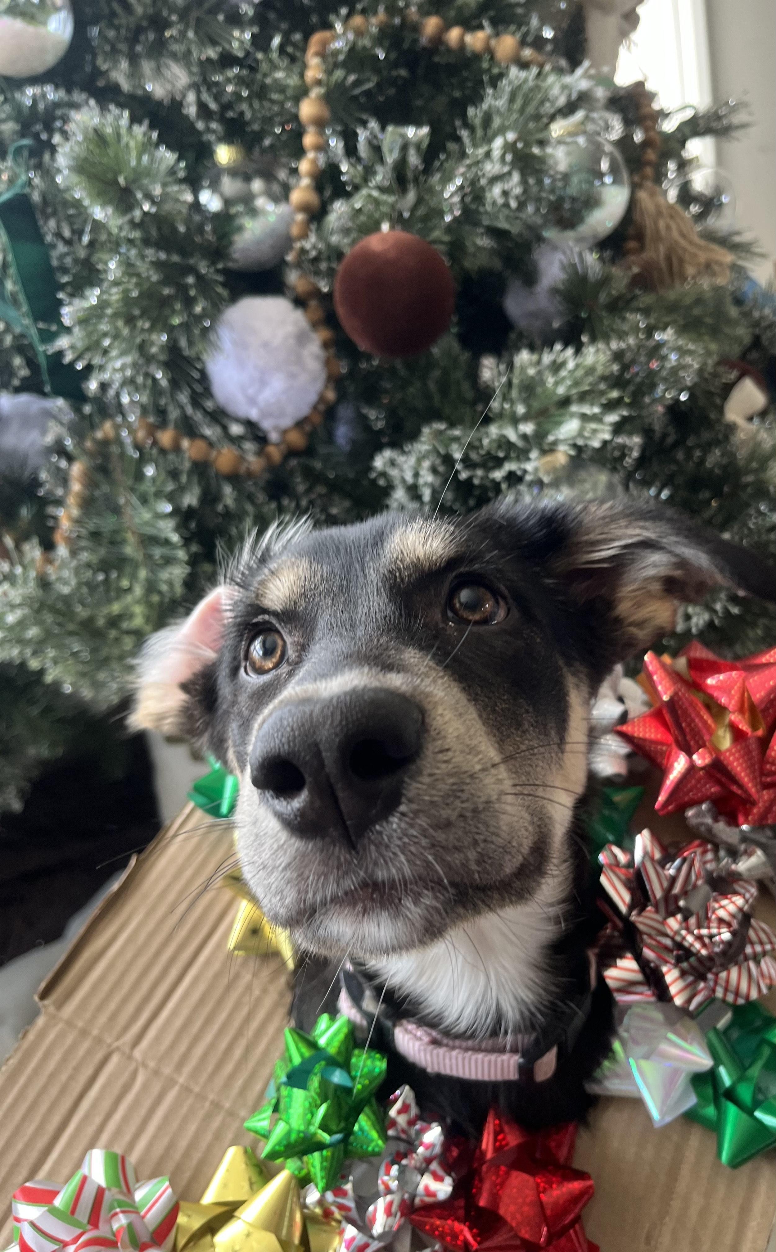 Fia, a Adoptable mixed breed in Woodstock, ON image 2/5