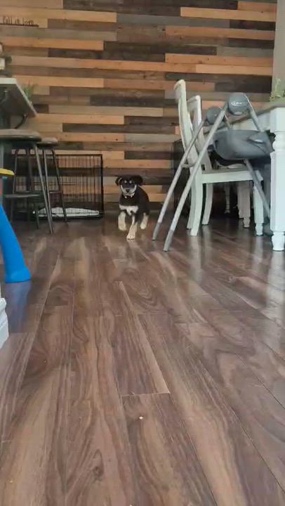 Enlarge Fia, a Adoptable mixed breed in Woodstock, ON video 5/5