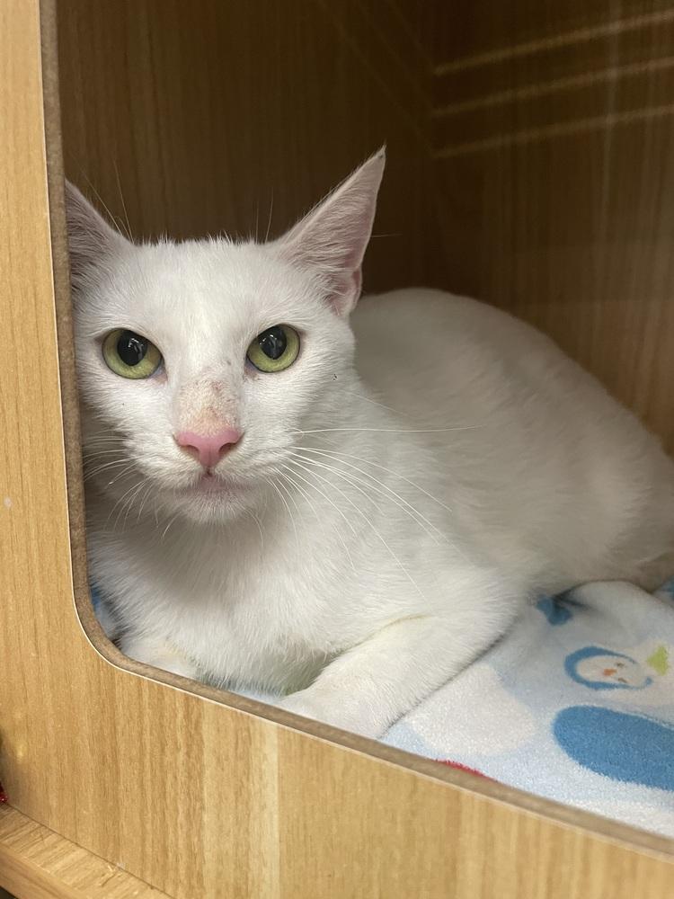 Enlarge Snow White, a Adoptable Domestic Short Hair in Orlando, FL image 2/6