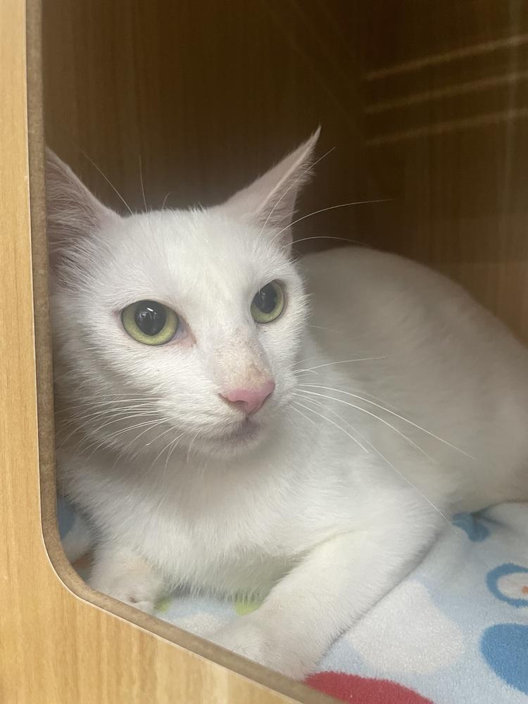 Enlarge Snow White, a Adoptable Domestic Short Hair in Orlando, FL image 3/6