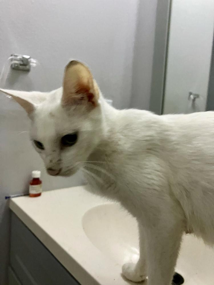 Enlarge Snow White, a Adoptable Domestic Short Hair in Orlando, FL image 5/6