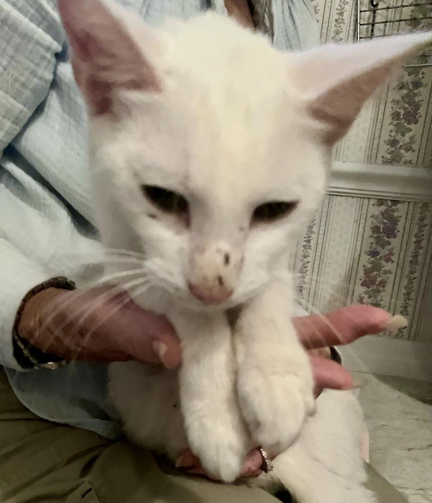 Enlarge Snow White, a Adoptable Domestic Short Hair in Orlando, FL image 6/6