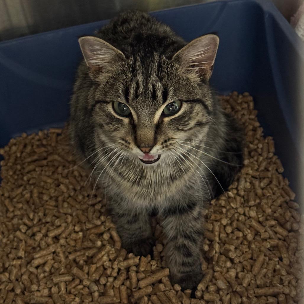 Enlarge Queso Fresco, a Adoptable Domestic Short Hair in Mankato, MN image 1/5