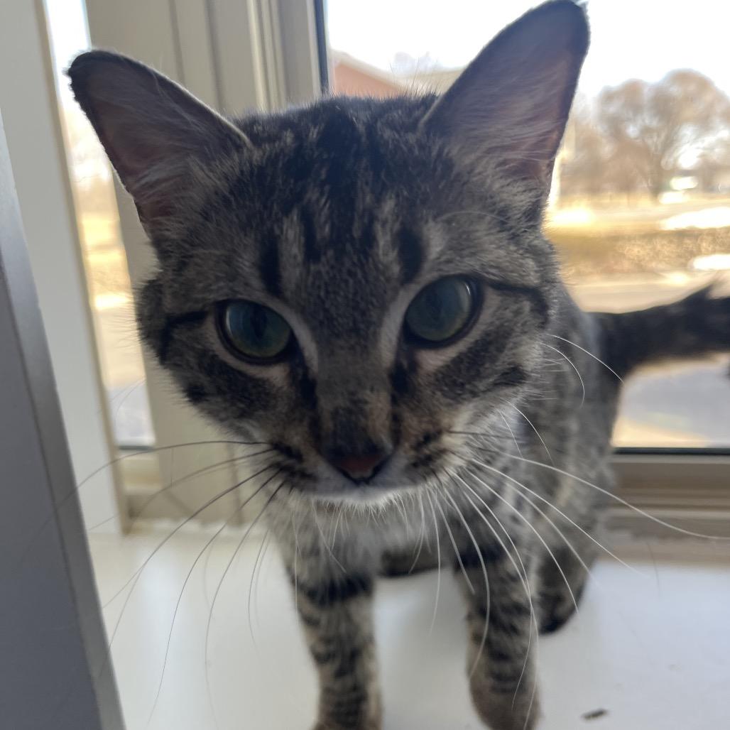 Enlarge Queso Fresco, a Adoptable Domestic Short Hair in Mankato, MN image 2/5