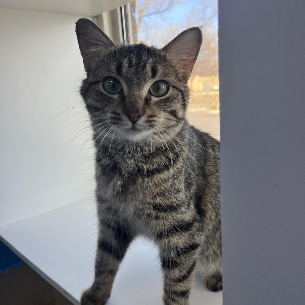 Enlarge Queso Fresco, a Adoptable Domestic Short Hair in Mankato, MN image 3/5