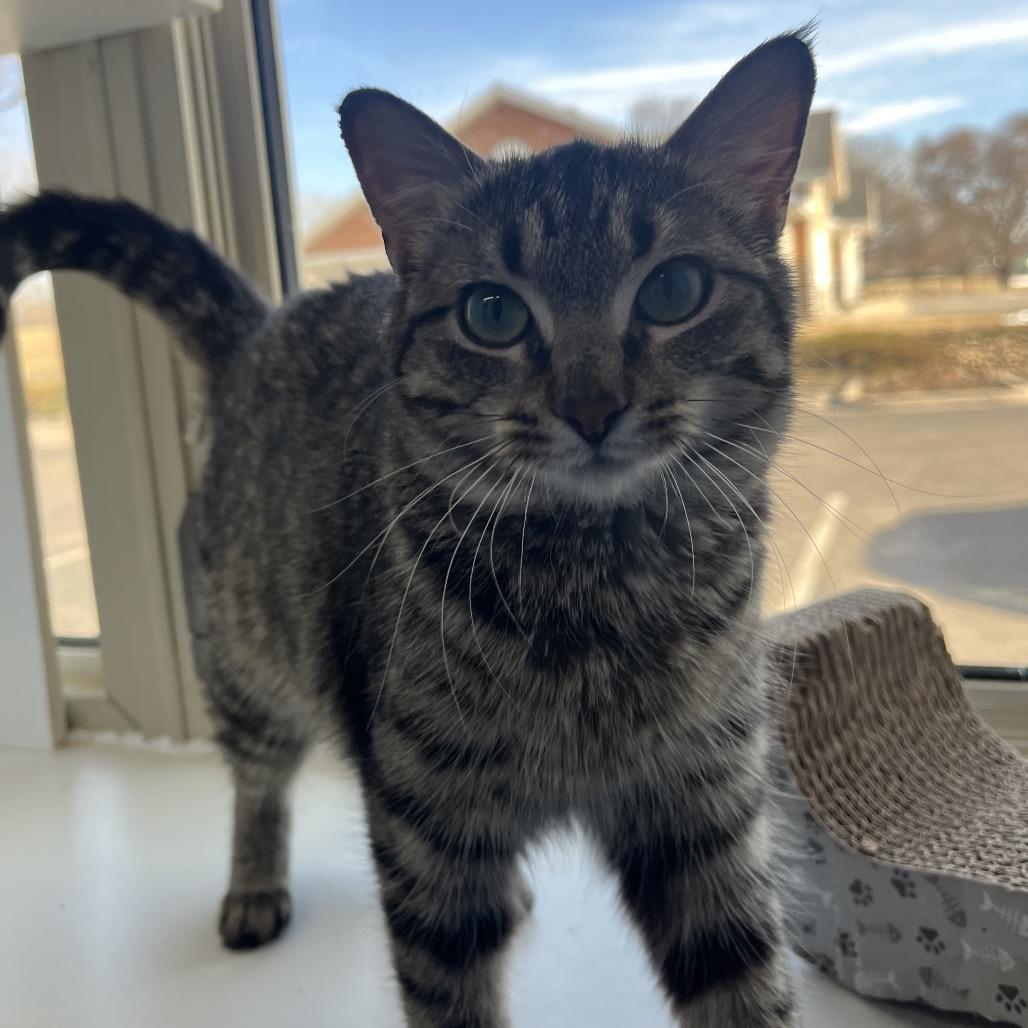 Enlarge Queso Fresco, a Adoptable Domestic Short Hair in Mankato, MN image 4/5