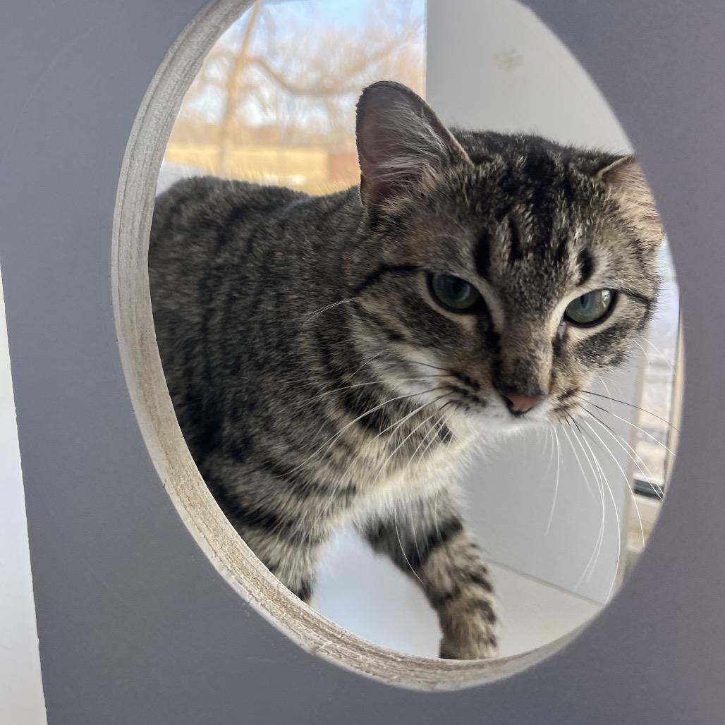 Enlarge Queso Fresco, a Adoptable Domestic Short Hair in Mankato, MN image 5/5