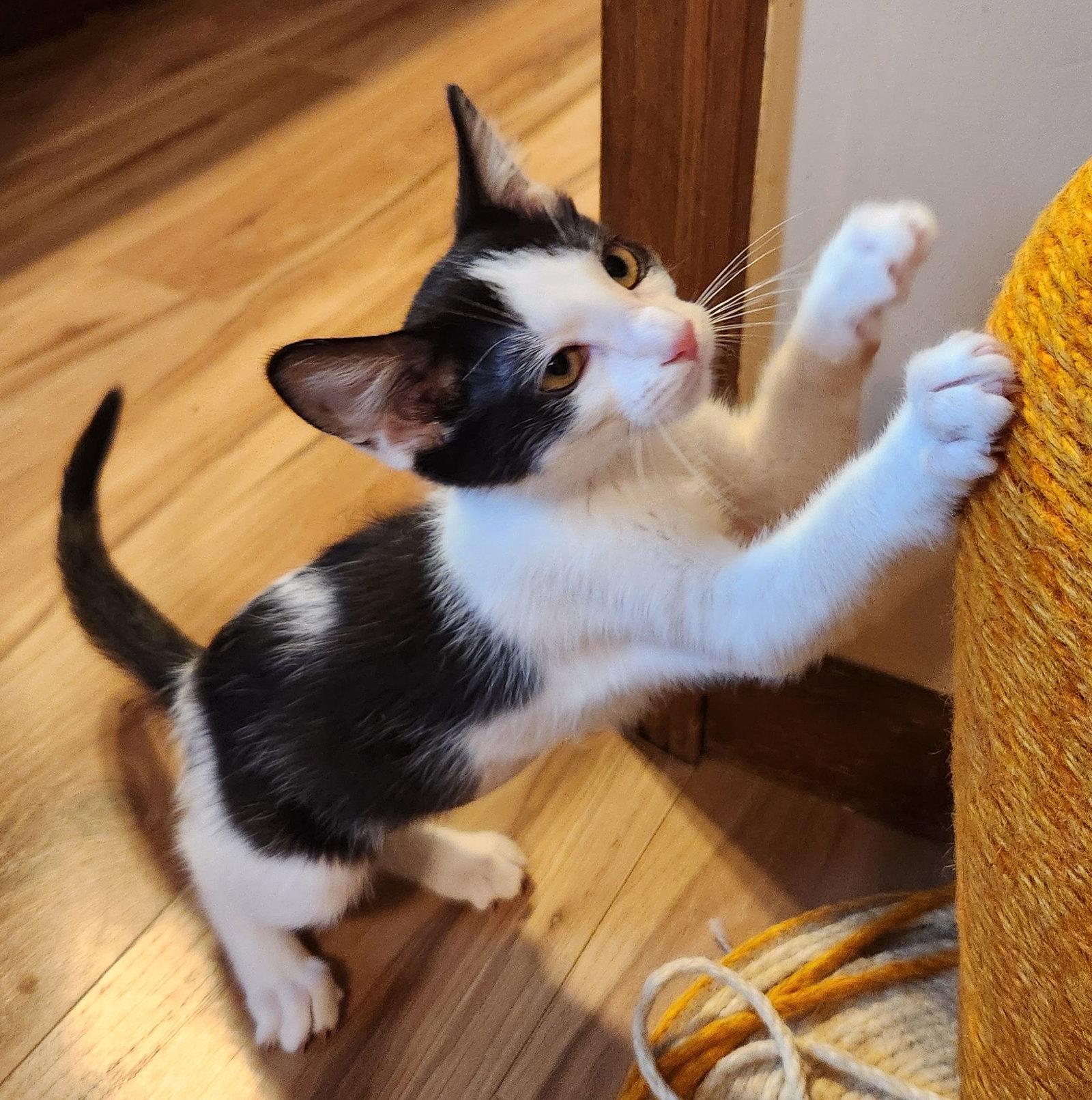 Natalie, a Adoptable Domestic Short Hair in Shawnee, KS image 2/3