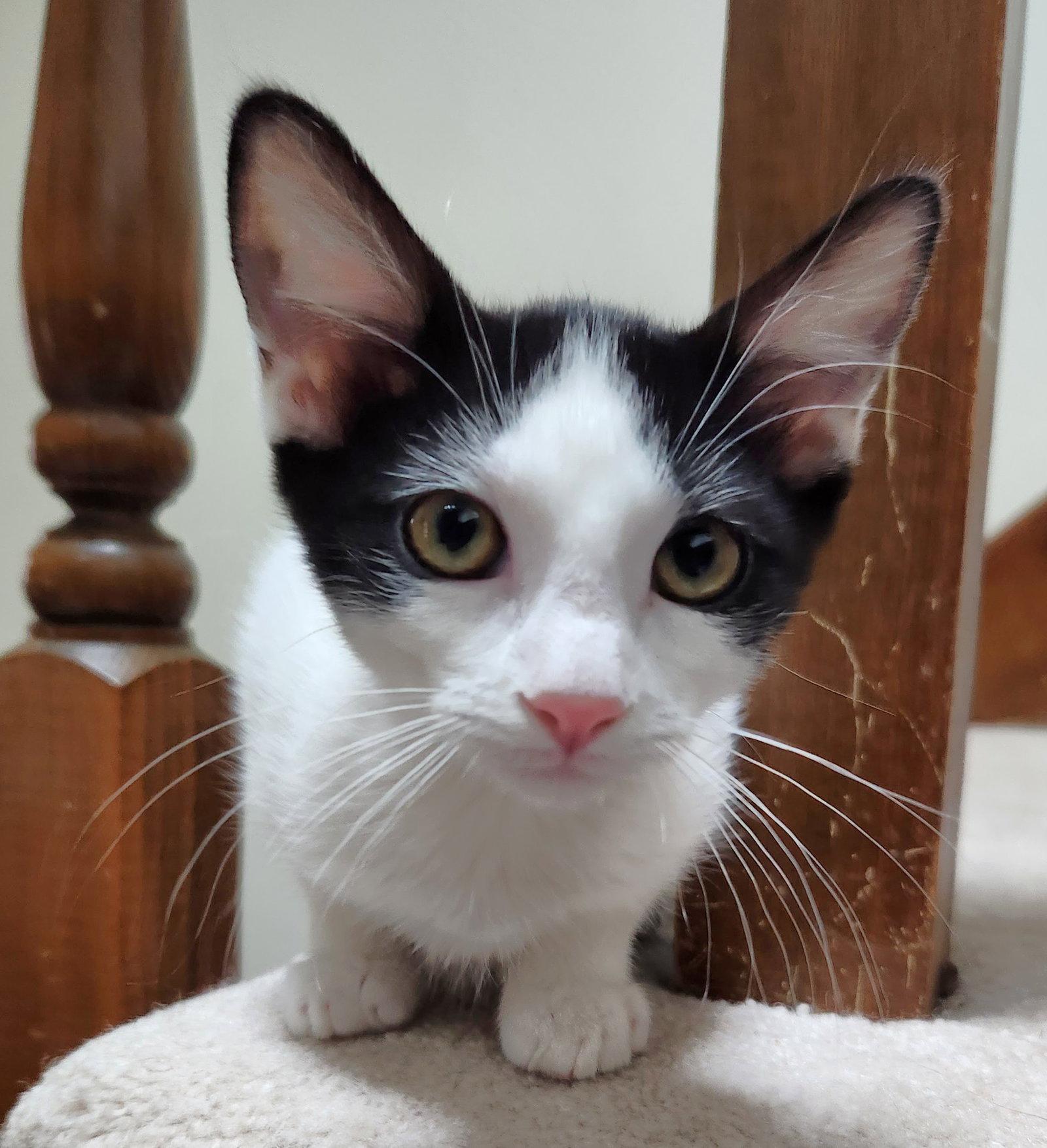 Natalie, a Adoptable Domestic Short Hair in Shawnee, KS image 3/3