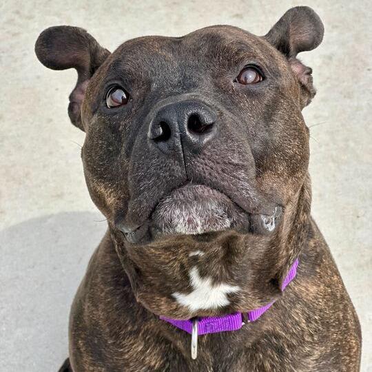 Ace, Adoptable, Adult Male Pit Bull Terrier.