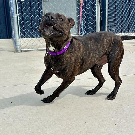 Ace, a Adoptable Pit Bull Terrier in Matteson, IL image 2/6